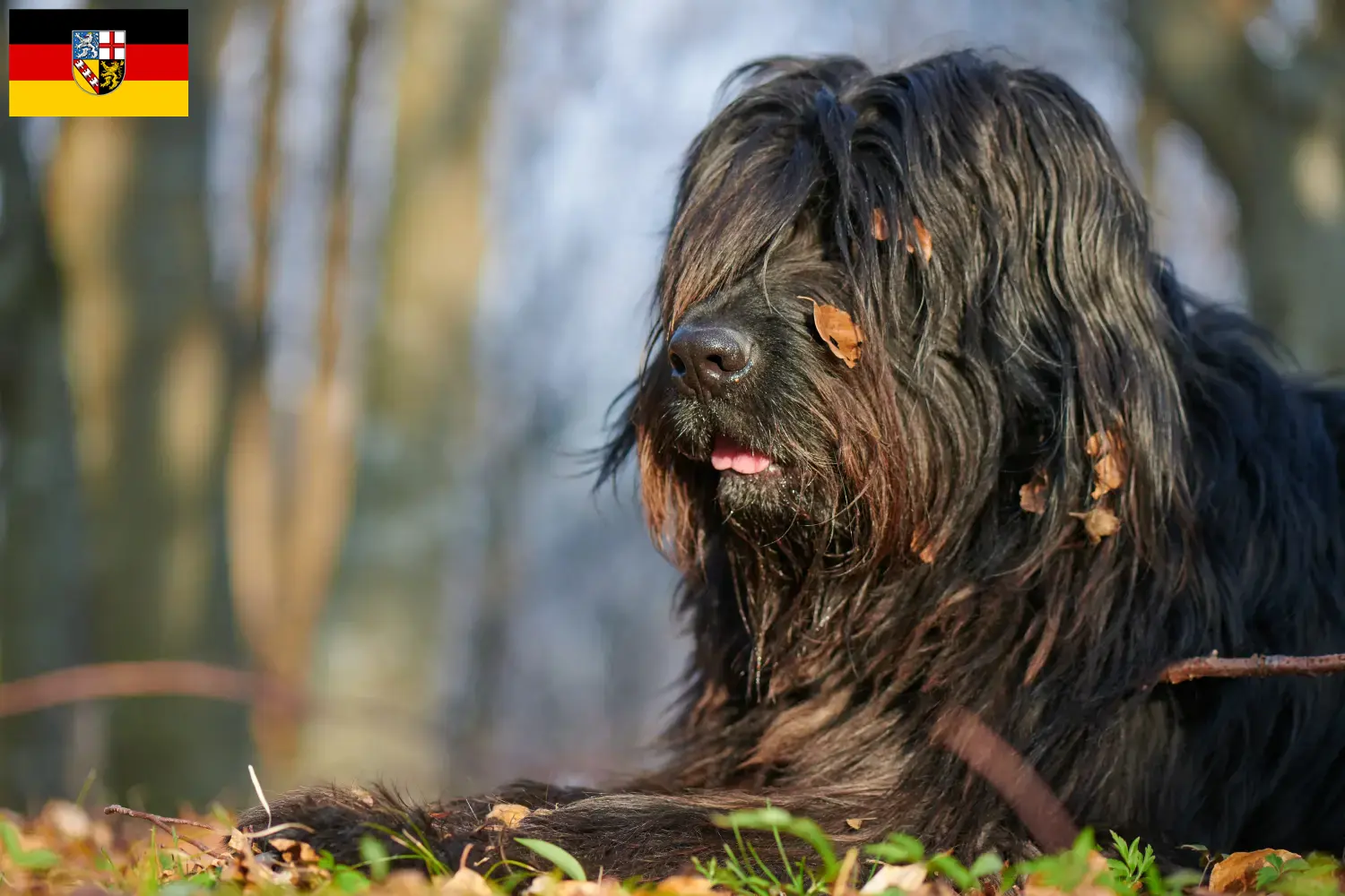 Lee más sobre el artículo Criador de Perros Pastor Bergamascos y Cachorros en Sarre