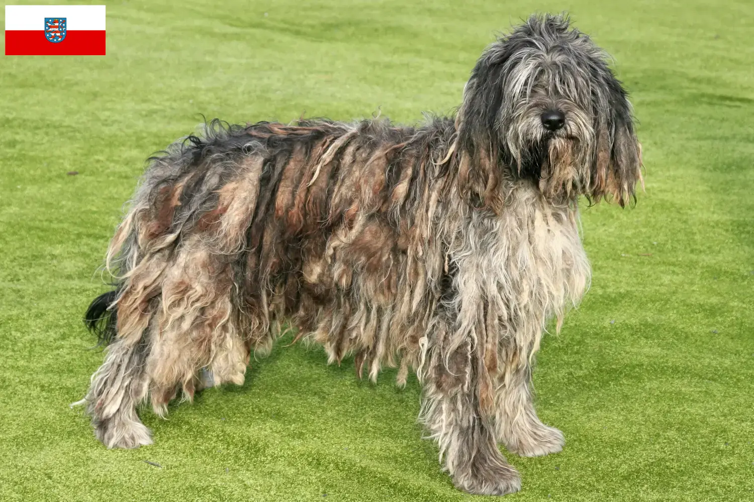 Lee más sobre el artículo Criador de Perros Pastor Bergamascos y Cachorros en Turingia