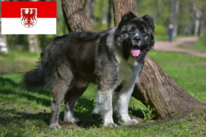 Lee más sobre el artículo Criador de Perros Pastor del Cáucaso y Cachorros en Brandenburgo