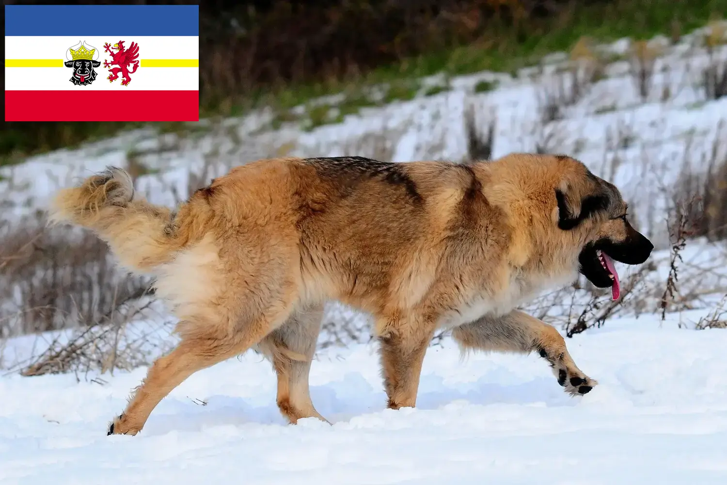 Lee más sobre el artículo Criador de Perros Pastor del Cáucaso y Cachorros en Mecklemburgo-Pomerania Occidental