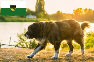 Lee más sobre el artículo Criador de Perros Pastor del Cáucaso y Cachorros en Sajonia