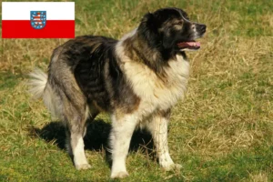Lee más sobre el artículo Criador de Perros Pastor del Cáucaso y Cachorros en Turingia