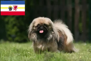 Lee más sobre el artículo Criadores de Pekinés y cachorros en Mecklemburgo-Pomerania Occidental