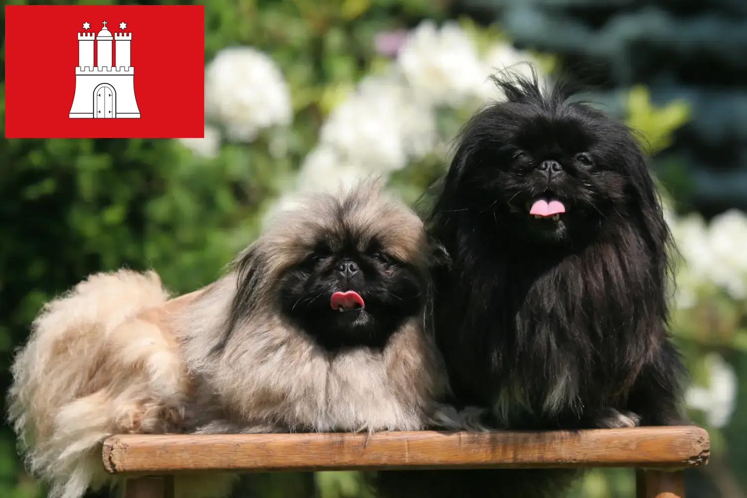 Lee más sobre el artículo Criadores de Pekinés y cachorros en Hamburgo