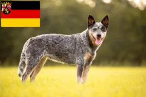 Lee más sobre el artículo Criadores de Perros Boyeros Australianos y cachorros en Renania-Palatinado