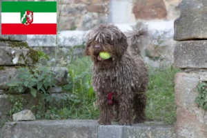 Lee más sobre el artículo Perro de Agua Español criadores y cachorros en Renania del Norte-Westfalia