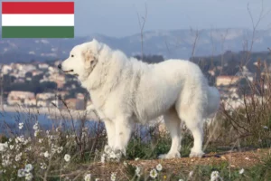 Lee más sobre el artículo Criador de Perros de Montaña de los Pirineos y Cachorros en Hungría