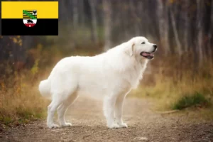 Lee más sobre el artículo Criadores de perros pastor de los Abruzos Maremma y cachorros en Sajonia-Anhalt