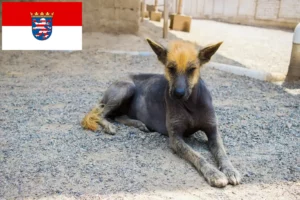 Lee más sobre el artículo Criador de Perro sin Pelo Peruano y Cachorros en Hessen