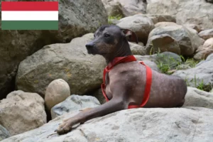 Lee más sobre el artículo Criador de Perros sin Pelo de Perú y Cachorros en Hungría