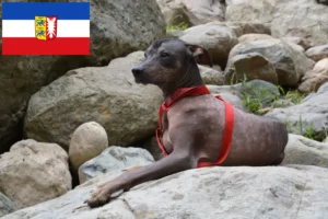 Lee más sobre el artículo Criador de Perros Peruanos sin Pelo y Cachorros en Schleswig-Holstein