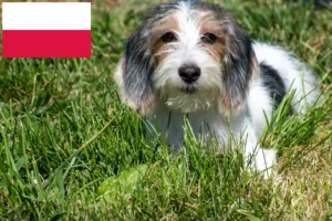 Lee más sobre el artículo Petit Basset Griffon Vendéen criadores y cachorros en Polonia