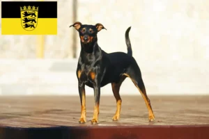 Lee más sobre el artículo Criadores de Pinscher alemán y cachorros en Baden-Wurtemberg