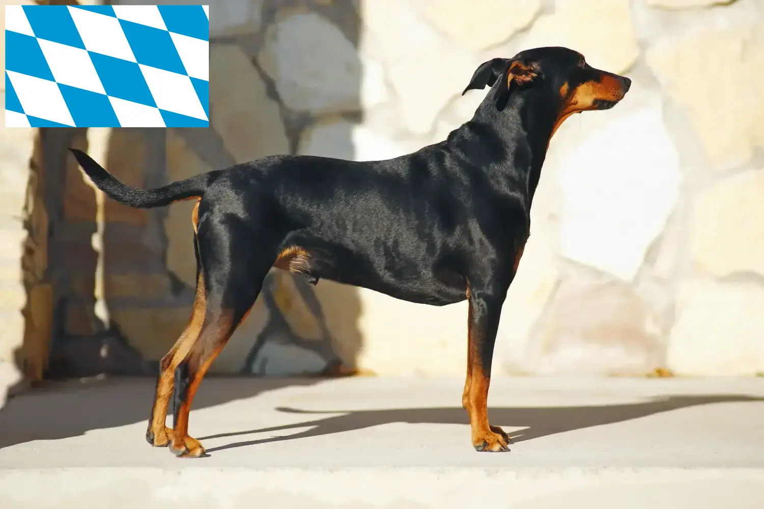 Lee más sobre el artículo Criadores de Pinscher alemán y cachorros en Baviera