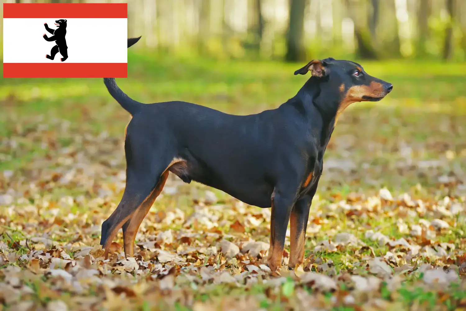 Lee más sobre el artículo Criador de Pinscher alemán y cachorros en Berlín