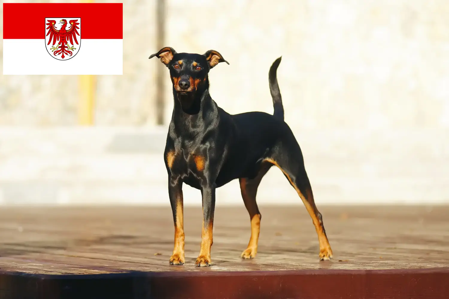 Lee más sobre el artículo Criadores de Pinscher alemán y cachorros en Brandenburgo