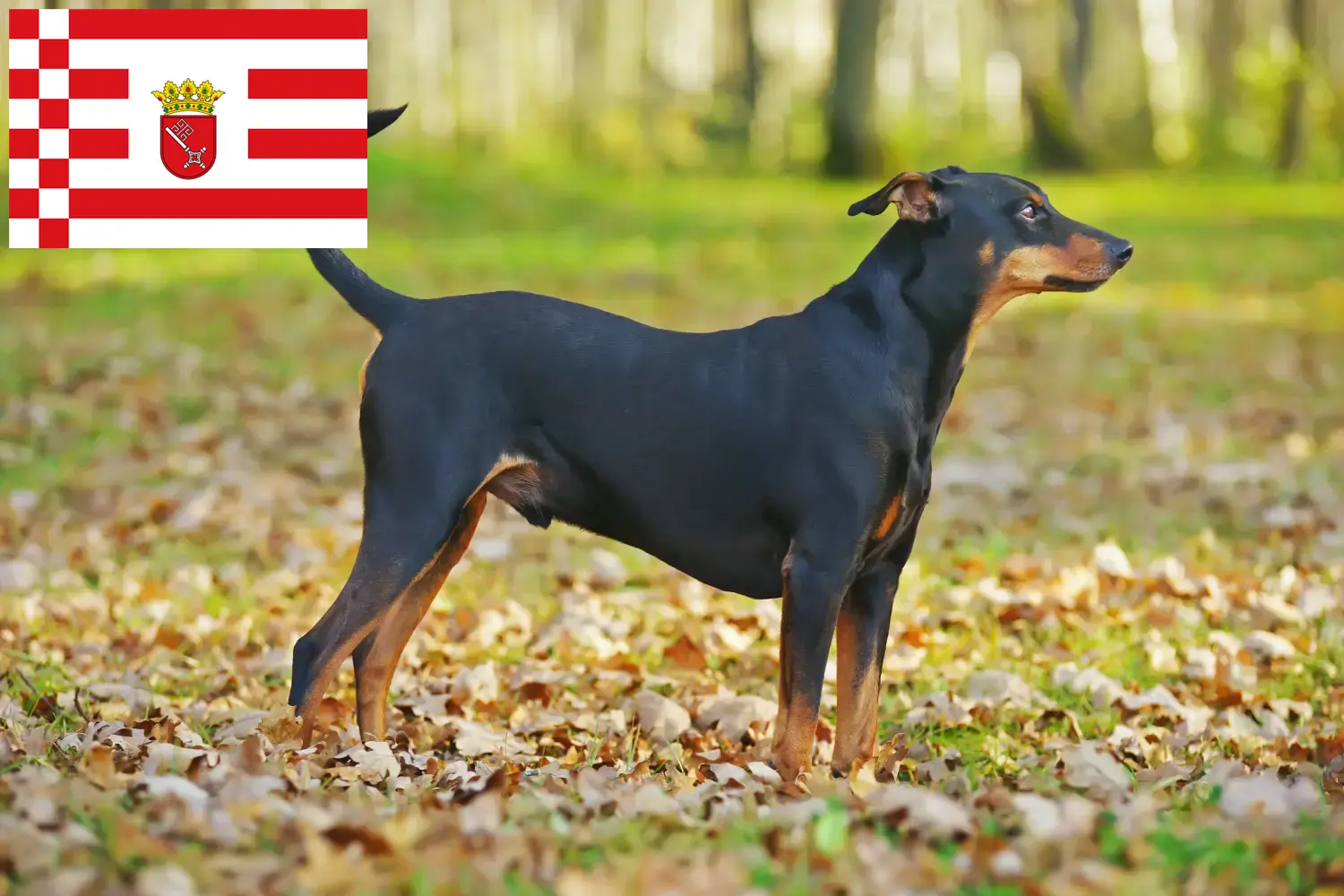 Lee más sobre el artículo Criador de Pinscher alemán y cachorros en Bremen