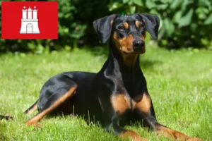 Lee más sobre el artículo Criador de Pinscher alemán y cachorros en Hamburgo