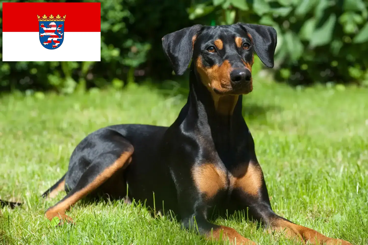 Lee más sobre el artículo Criadores de Pinscher alemán y cachorros en Hessen