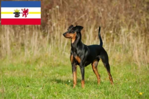 Lee más sobre el artículo Criadores de Pinscher alemán y cachorros en Mecklemburgo-Pomerania Occidental