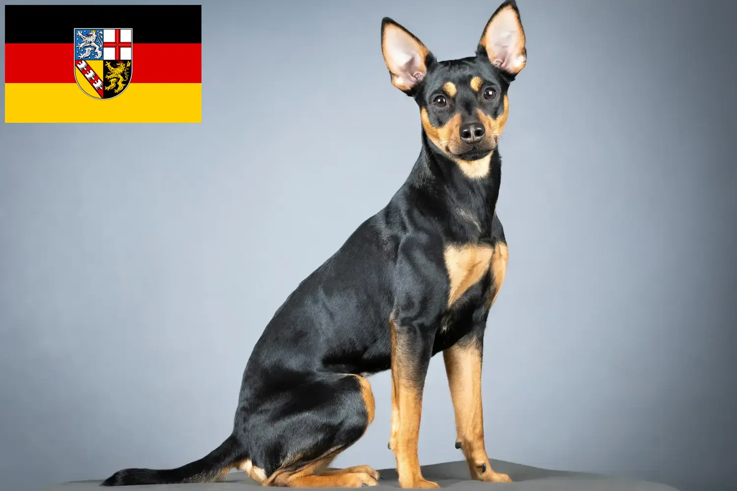 Lee más sobre el artículo Criador de Pinscher alemán y cachorros en Sarre