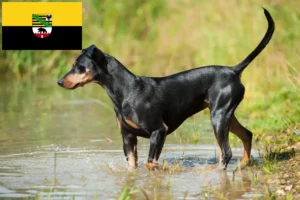 Lee más sobre el artículo Criadores de Pinscher alemán y cachorros en Sajonia-Anhalt