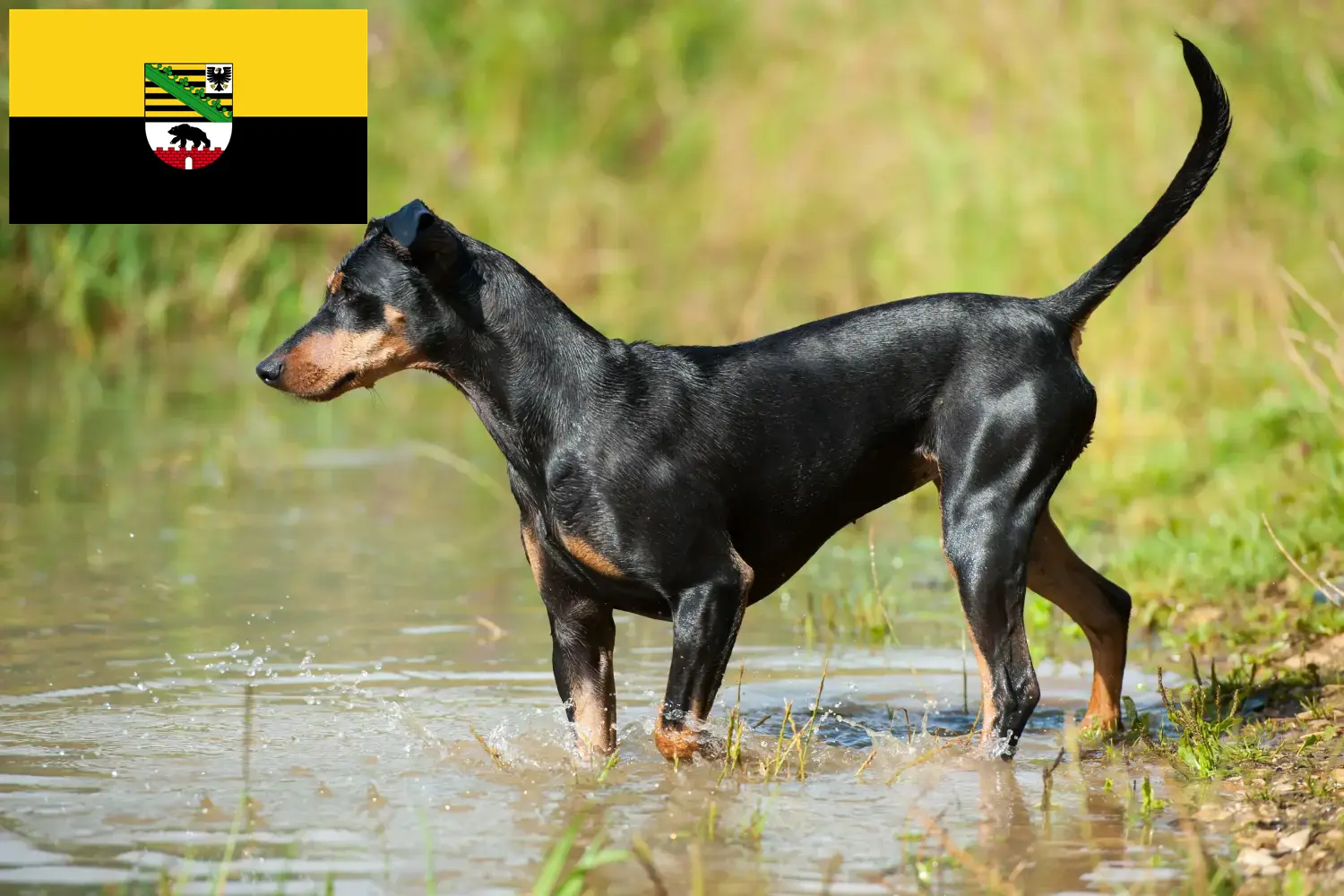 Lee más sobre el artículo Criadores de Pinscher alemán y cachorros en Sajonia-Anhalt