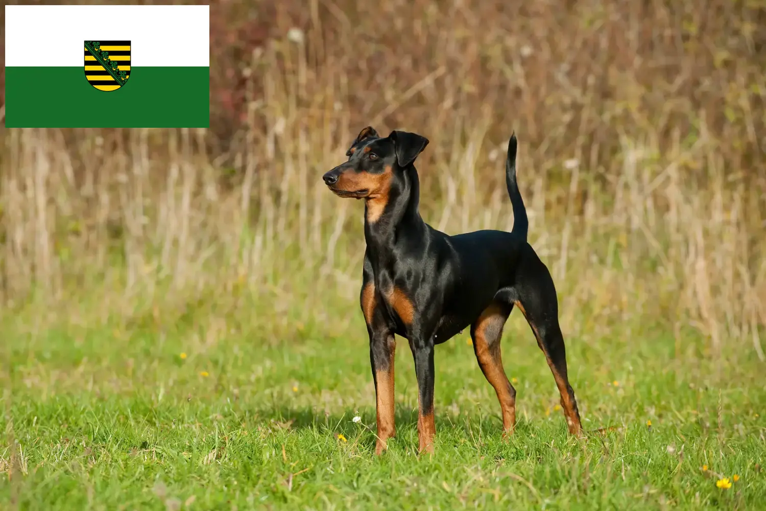 Lee más sobre el artículo Criadores de Pinscher alemán y cachorros en Sajonia