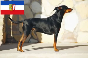 Lee más sobre el artículo Criadores de Pinscher alemán y cachorros en Schleswig-Holstein