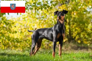 Lee más sobre el artículo Criadores de Pinscher alemán y cachorros en Turingia