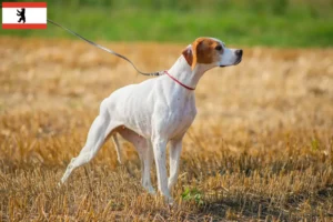 Lee más sobre el artículo Criadores de Pointer inglés y cachorros en Berlín