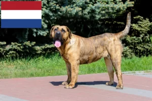 Lee más sobre el artículo Criadores de Presa Canario y cachorros en los Países Bajos