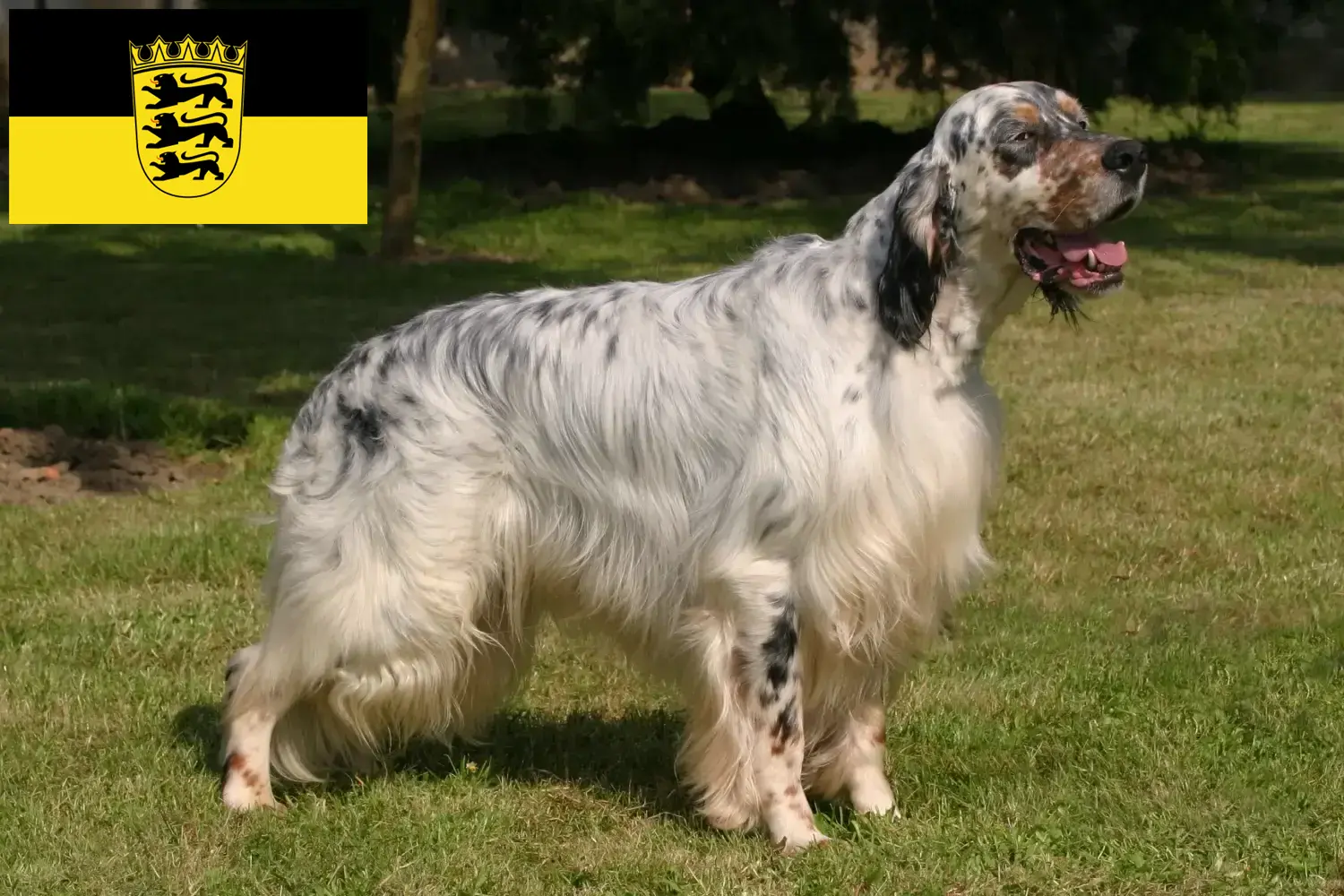 Lee más sobre el artículo Criadores de Setter Inglés y cachorros en Baden-Württemberg