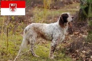 Lee más sobre el artículo Criadores de Setter Inglés y cachorros en Brandenburgo