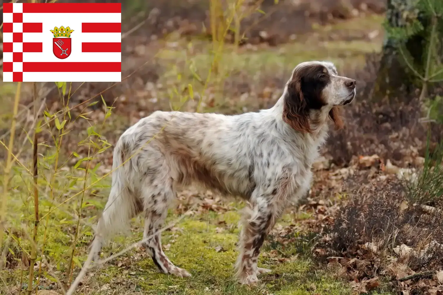 Lee más sobre el artículo Criadores de Setter Inglés y cachorros en Bremen