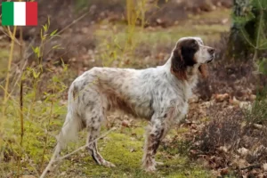 Lee más sobre el artículo Criadores y cachorros de Setter Inglés en Italia