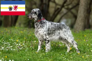 Lee más sobre el artículo Criadores de Setter Inglés y cachorros en Mecklemburgo-Pomerania Occidental