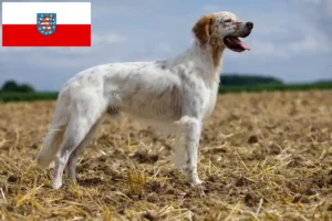 Lee más sobre el artículo Criadores de Setter Inglés y cachorros en Turingia