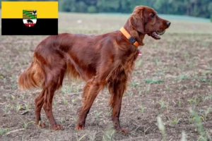 Lee más sobre el artículo Criadores y cachorros de Setter Irlandés Rojo en Sajonia-Anhalt