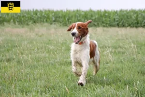 Lee más sobre el artículo Criadores de Setter Irlandés Rojo y Blanco y cachorros en Baden-Württemberg