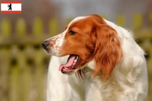 Lee más sobre el artículo Criadores y cachorros de Setter Irlandés Rojo y Blanco en Berlín