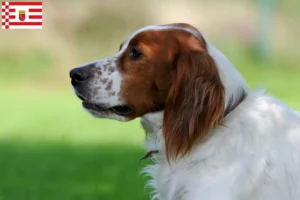 Lee más sobre el artículo Criadores y cachorros de Setter Irlandés Rojo y Blanco en Bremen