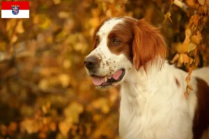 Lee más sobre el artículo Criadores de Setter Irlandés Rojo y Blanco y cachorros en Hessen