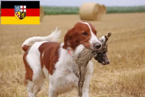 Lee más sobre el artículo Criadores y cachorros de Setter Irlandés Rojo y Blanco en Sarre