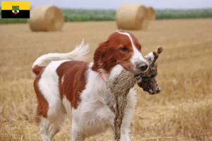 Lee más sobre el artículo Criadores y cachorros de Setter Irlandés Rojo y Blanco en Sajonia-Anhalt