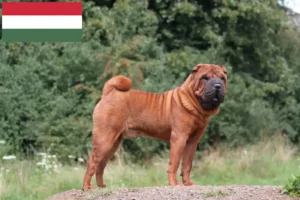 Lee más sobre el artículo Criadores de Shar-Pei y cachorros en Hungría