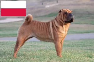 Lee más sobre el artículo Criadores de Shar-Pei y cachorros en Polonia