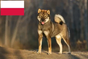 Lee más sobre el artículo Criadores de Shikoku y cachorros en Polonia