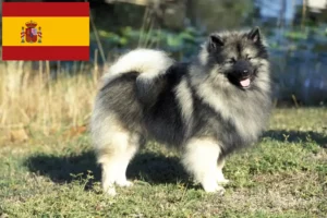 Lee más sobre el artículo Criadores de Spitz y cachorros en España