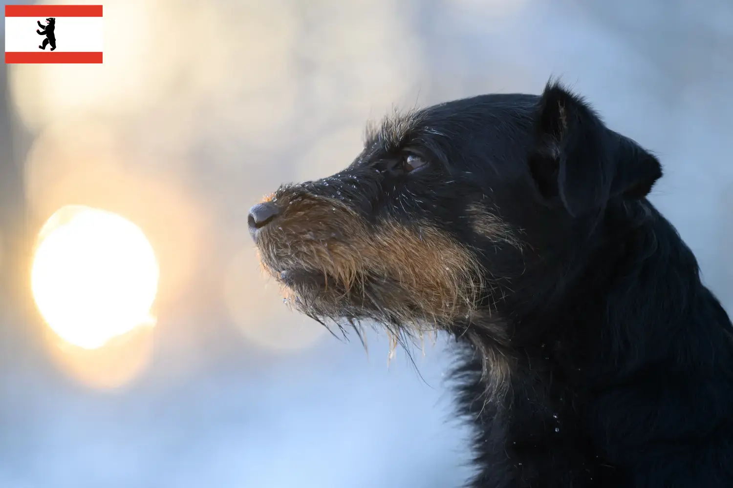 Lee más sobre el artículo Criador de Terrier Alemán de Caza y Cachorros en Berlín